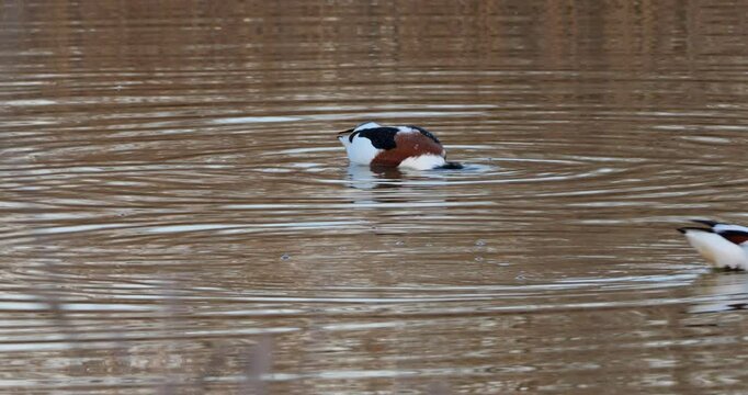 Couple of Common shelduck ( Tadorna tadorna ) foraging. The Camargue, Southern France