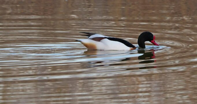 Swimming Common shelduck ( Tadorna tadorna ) . The Camargue, Southern France
