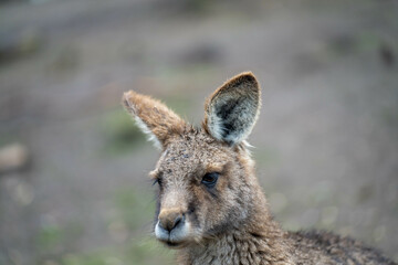 kangaroo in a wildlife reserve close up