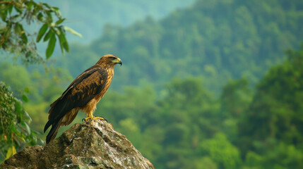 Obraz premium Majestic eagle observing the wilderness lush mountains wildlife photography natural habitat side view nature conservation