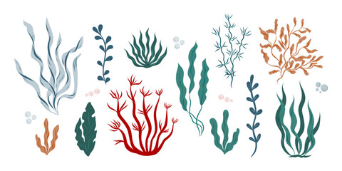 Hand drawn algae, seaweed set, different colors and shapes seaweed, algae, kelp, spirulina