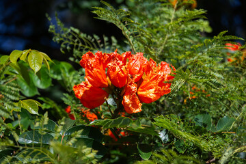 The African tulip tree (Spathodea campanulata). Colorful flowers in the Oaxaca region of Mexico.