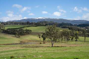 Stud Beef bulls and cows grazing on grass in a field, in Australia. breeds include speckle park, murray grey, angus, brangus and wagyu.