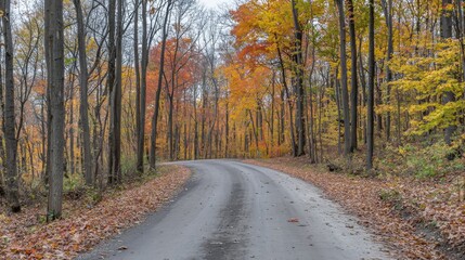 Obraz premium Scenic Autumn Road Through Vibrant Forest