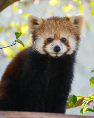 red panda