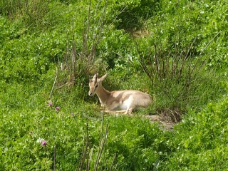 Deer resting in a lush green field, blending seamlessly with the natural surroundings, capturing a moment of serene wildlife in its habitat.