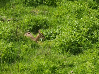 Deer nestled in a vibrant green meadow, partially hidden among the foliage, capturing a moment of quiet wildlife in its natural habitat.