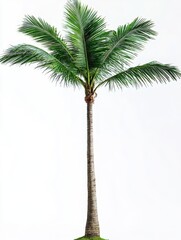 Tropical palm tree against a white background capturing the essence of summer vacation and exotic travel destinations