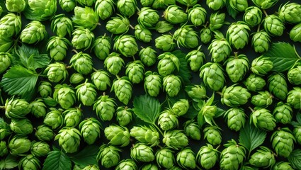 Fresh green hop cones for brewing beer and baking bread close up