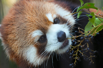 red panda