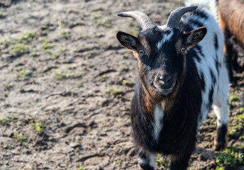 A black and white goat with horns is standing in the dirt