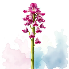 Vintage style watercolor painting of a spike of Orchis purpurea. .