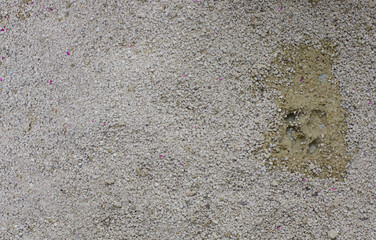 Cat litterbox, domestic animal toilet closeup