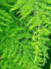 close up of green tropical fern leaves in a rainforest in guadeloupe in the french west indies
