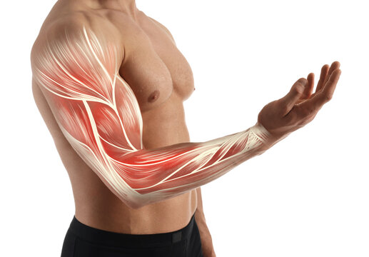 Muscular system. Athletic man with illustration of skeletal muscles on his arm, white background