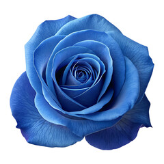 Beautiful Vibrant Blue Rose with Delicate Petals in Close-Up View on Transparent Background