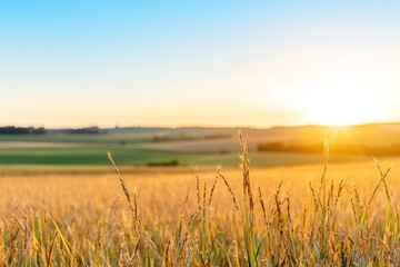 Obraz premium Golden Hour in the Wheat Field.
