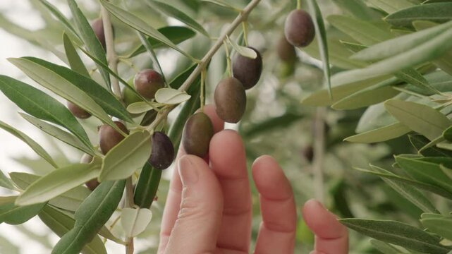 Woman farmer touching olive on tree branch with hand to check degree of ripeness of fruit.