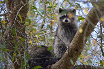 Two sibbling raccoons up in an oak tree, one sitting up, facing forward with a leaf covering one eye, the other facing backwards in a backyard in central Florida