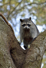 One raccoon up in a tree, one paw on the trunk, the other on a big branch as it climbs through them, with the sky and blurred leaves behind it. 