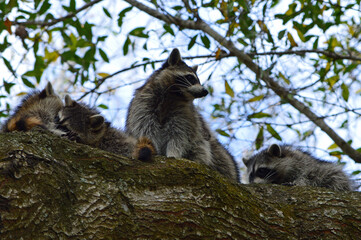 A mom raccoon and three siblings up in an oak tree, two wrestling while mom and the third sibling stand next to them way up high against the sky. 