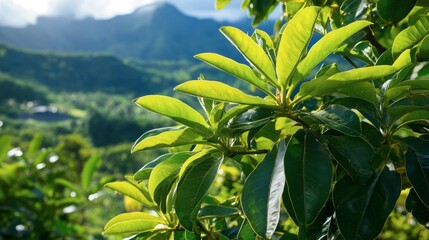 Obraz premium Sunlit breadfruit tree with vibrant green leaves, tropical scenery in the background