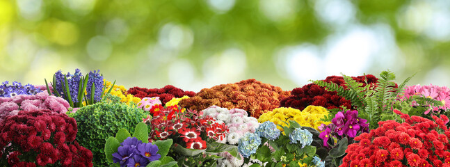 Gardening. Beautiful blooming potted flowers outdoors, banner design
