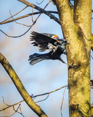 A bird with striking black plumage featuring red and yellow shoulder patches is captured mid-flight as it approaches a tree trunk. The leafless branches and bright sky create a vivid backdrop.
