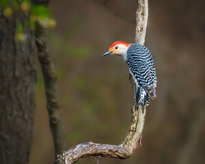 A woodpecker with striking black and white stripes and a vibrant red head perches gracefully on a curved branch. The background features a soft, blurred mix of green and brown hues.