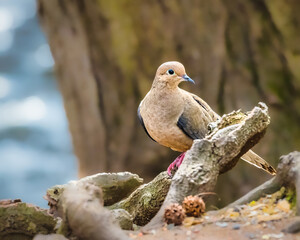 A bird with soft brown and gray plumage perches gracefully on a textured tree branch, surrounded by natural elements like leaves and pine cones. The background features a blurred, earthy setting.