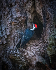 A woodpecker with a striking red head is perched on the rugged bark of a tree, seemingly peering into a cavity. The intricate patterns of the bark create a natural setting for the bird.