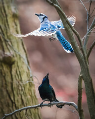 A vibrant blue jay is in mid-flight above a blackbird perched on a branch, surrounded by the muted colors of a forest. The interplay of light highlights the blue jay's feathers.