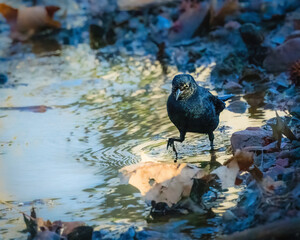 A blackbird wading through a shallow puddle is surrounded by fallen autumn leaves. The water reflects ripples as the bird steps delicately, creating a serene nature scene.