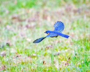 A vibrant blue bird is captured mid-flight over a lush green field, showcasing its spread wings....