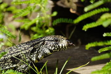 Naklejka premium The Argentine black and white tegu (Salvator merianae), also known as the Argentine giant tegu, the black and white tegu, or the huge tegu, is a species of lizard in the family Teiidae. Fortaleza - BR