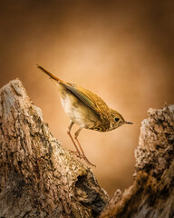 A small bird perches delicately on a piece of rugged tree bark, set against a warm, blurred background. The bird's subtle brown and white plumage complements the earthy tones of its surroundings.