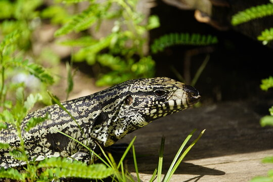 The Argentine black and white tegu (Salvator merianae), also known as the Argentine giant tegu, the black and white tegu, or the huge tegu, is a species of lizard in the family Teiidae. Fortaleza - BR