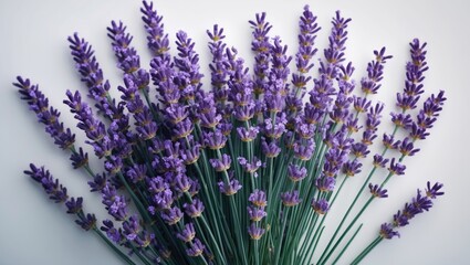 Obraz premium Bunch of lavender flowers, isolated against a white background.
