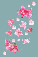 Beautiful fresh flowers falling on color background