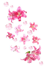 Fototapeta premium Beautiful fresh flowers falling on white background