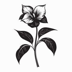 Black and white Lobelia Flower Image Vector Illustration On white background.