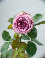 Close-up of beautiful purple rose flower at homegarden.