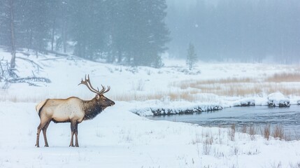 Obraz premium Majestic Elk in Snowy Yellowstone Landscape