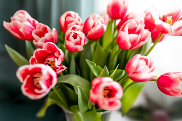 Large bouquet of pink tulips at home on March 8