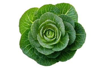 Fototapeta premium Green organic Brussels sprout isolated on transparent background