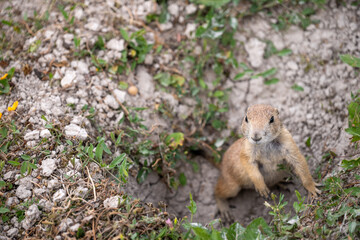 Fototapeta premium prairie dog peeking out of an underground hole to it's home