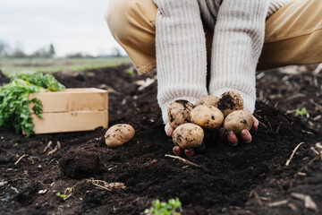 Farmer showing harvested potatoes in background of fertile black soil on field.