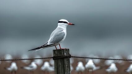 Obraz premium White-fronted Terns resting on a wooden pole.