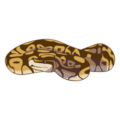 Fototapeta premium coiled front view snake flat.eps