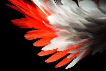 Obraz premium Red and white feathers on black background.